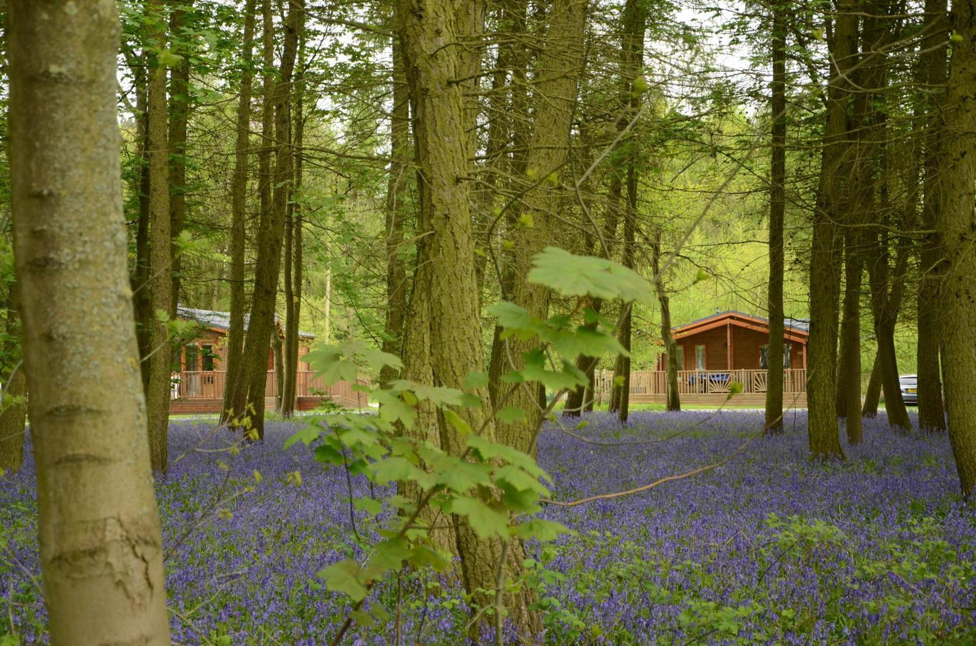 Hollicarrs - Woodland Lodge - York — Photos 2